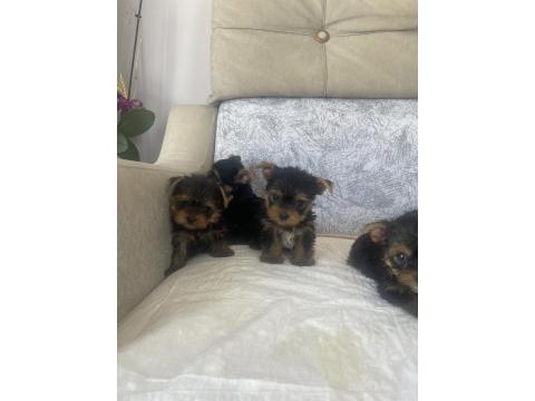 Teslime Hazır Safkan Yorkshire Terrier Irkının En Güzelleri