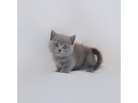 British Shorthair Tatlı Kediler