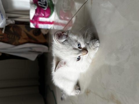 Blue Point Yavru Kediler