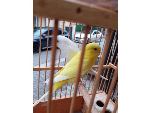 Çift Muhabbet Kuşu