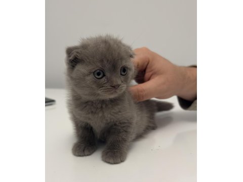 Gri Scottish Fold Uysal Ve Enerjik
