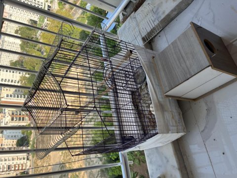 Sultan Papağanları