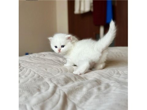 Beyaz Zarafet Silver British Shorthair