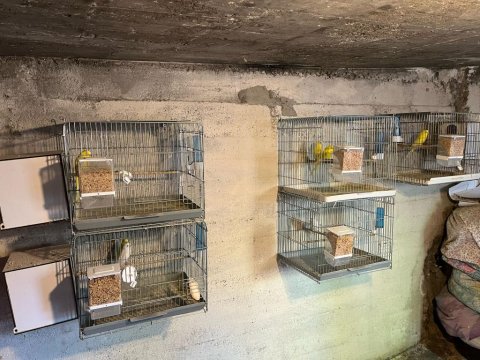 Komple Kuş Üretimhanem Sahiplendirilecektir