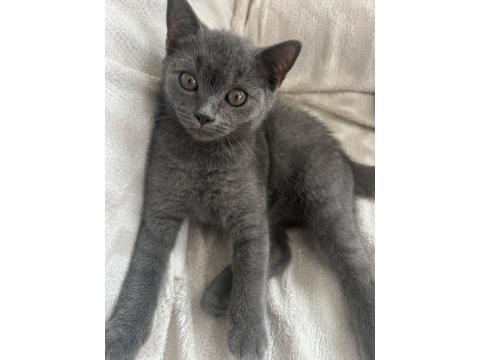 British Shorthair 3 Aylık Dişi Kedimiz