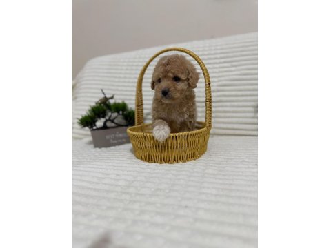 Küçük Boy Kalan Maltipoo Bebekler