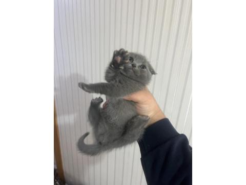 British Shorthair Safkan Kedimiz