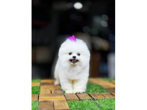 Beyaz Pomeranian Boo Yavrusu