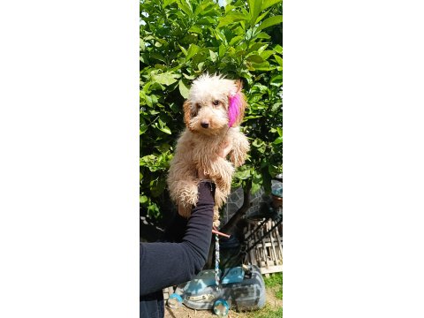 5 Aylık Tüm Aşıları Tam Maltipoo