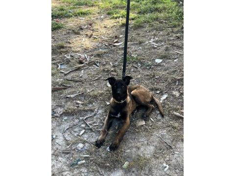 A Kalite Safkan Erkek Belçika Kurdu