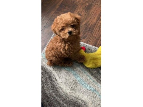Toy Poodle Kore Kan Orjinal Yavrular