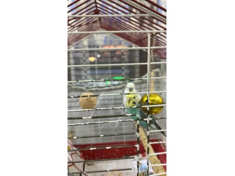 Çift Muhabbet Kuşumuz