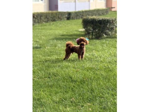 Toy Poodle 1 Numara