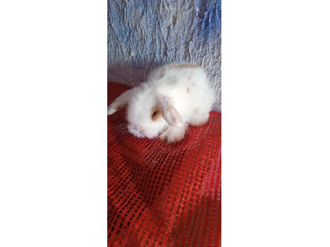 Teddy Lop Tavşanı Yavrular 30 Günlük