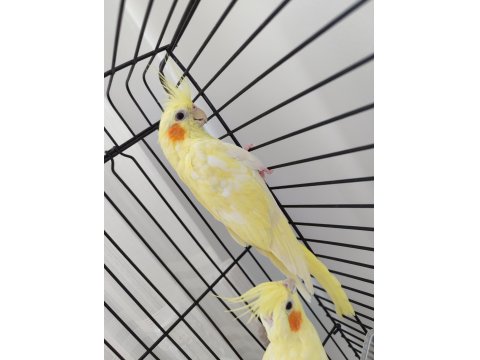 Dişi Sultan Papağanı