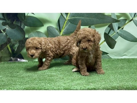 Gönderim İmkanı İle Toy Poodle Yavrular