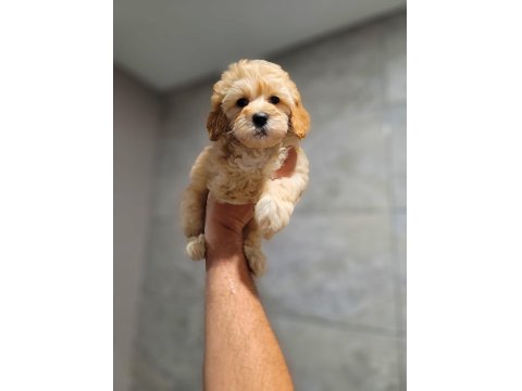 Safkan Maltipoo Yavruları