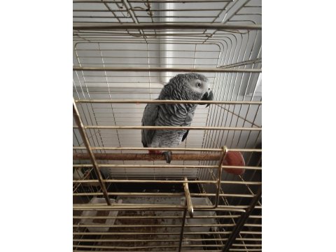 Jako Papağanı 8 Aylık