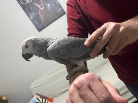 Full Evcil Çok Sağlıklı Muazzam Tüy Yapılı Jako Papağanı