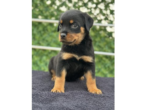 A Şecere Kıf Kayıtlı Rottweiler Yavrularımız