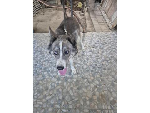 Sibirya Kurdu (Husky) Boz Renk Dişi 1 Yaşında Kısır Değildir