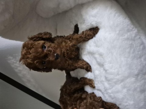 Kore Tea Cup Poodle Yavrular