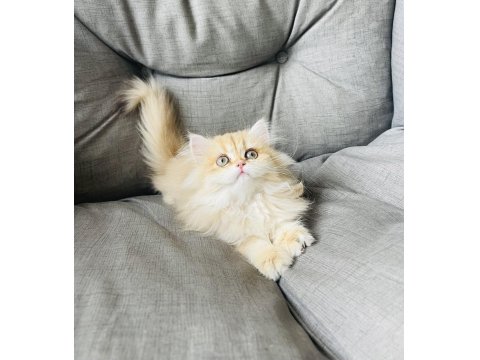 British Longhair Golden Ny11