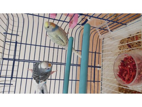 Genç Çift Muhabbet Kuşları