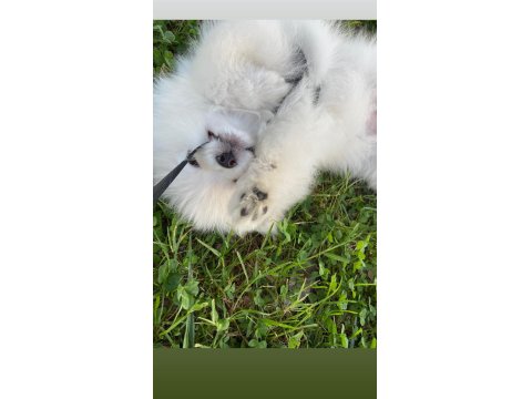 2.5 Aylık Dişi Teacup Pomeranian