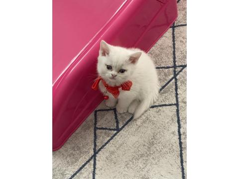2 Aylık Yavru British Shorthair