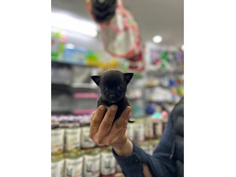 Teacup Bardak Boy Chihuahua Erkek Ve Dişi Yavrular