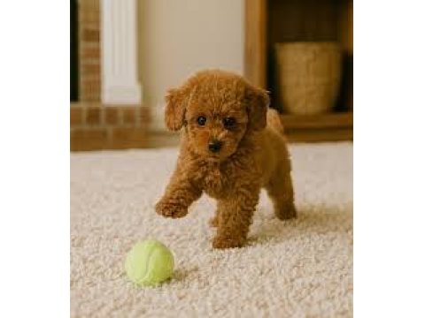 İzmir Toy Poodle Yavru Köpekler