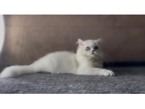 Yakışıklı British Longhair Oğlum Lukas