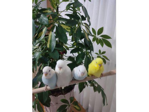 45 Günlük Muhabbet Kuşu Yavrular