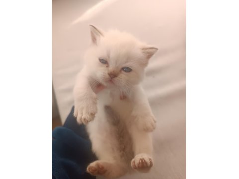 British Longhair Scottish Fold Kedimiz
