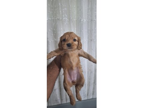 Cocker Yavrular Irk Sağlık Garantili