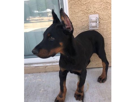 Sağlık Ve Irk Garantili Dobermanlar