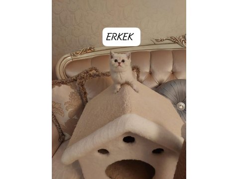 Lynx Point British Shorthair Paşam Hazır