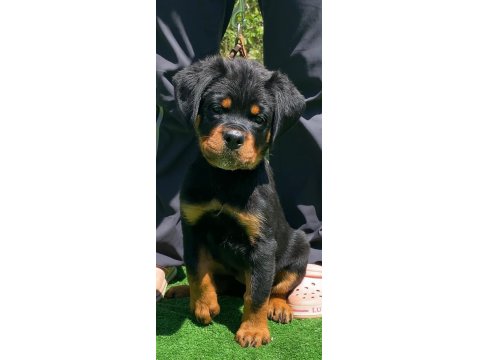 Koca Kafalı Rottweiler Bebekler
