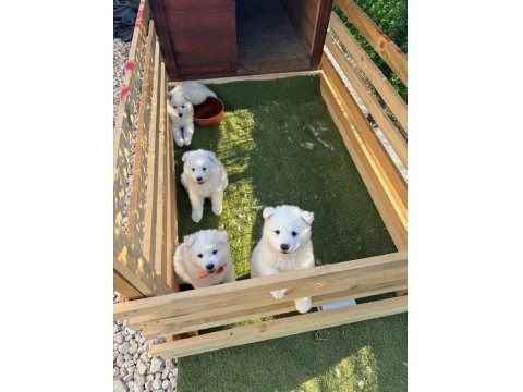 Sevimli Samoyed Yavruları