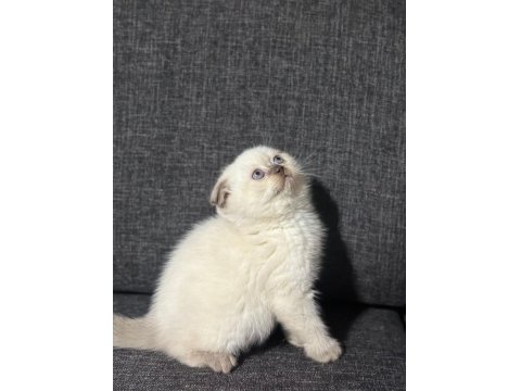 Blue Point Scottish Fold Bebek Kedilerim
