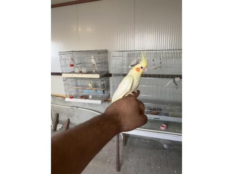 1.5 Aylık Sultan Papağanı Yavruları Ele Alıştırmalık