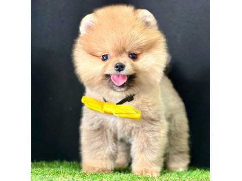 Safkan Pomeranian Boo Yavrularımız