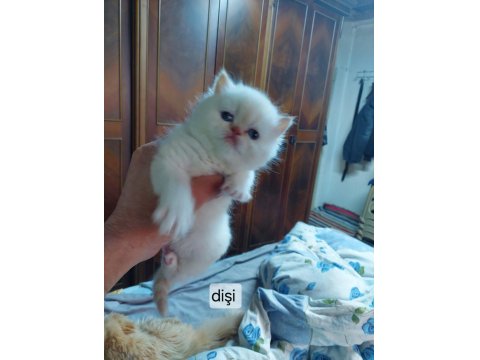 Exotic Longhair Erkek Ve Dişi Safkan Bebekler
