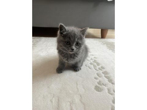 British 2 Aylık Dişi