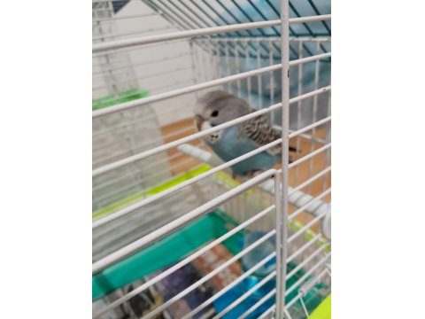 2 Tane Muhabbet Kuşu İkisi De Kafesiyle Beraber Verileccek