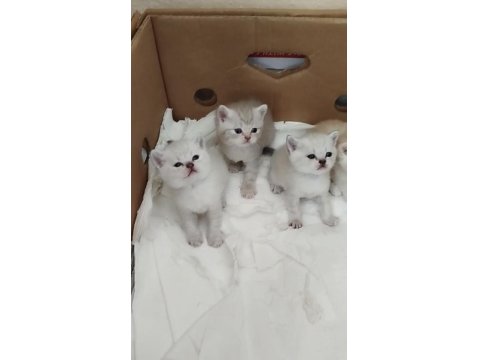 British Shorthair Yavru Kedimiz
