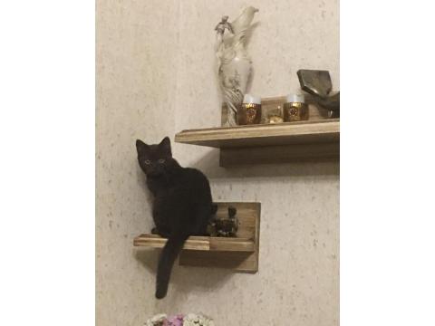 Uysal Ve Oyuncu British Longhair