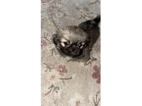 Sevimli Pekinez Köpeği Bebekler