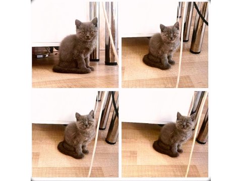 Basık Surat Safkan British Shorthair Yavrularım